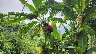 Go into the forest to find bananas to sell When I returned the woman who helped me brought food [upl. by Dadivitan125]