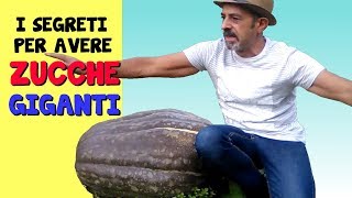 I SEGRETI PER AVERE ZUCCHE GIGANTI [upl. by Aubrette]