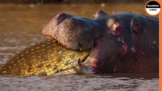 Crocodiles Are The Last Thing Hippos Want To Party With in The Wild [upl. by Ayila]