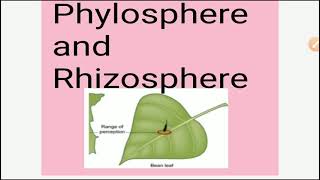 Phylosphere and Rhizosphere English and Hindi full notes with explanation [upl. by Jolene571]