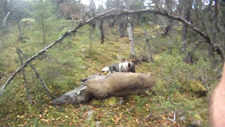 Elgjakt  Los med hund  Moosehunt [upl. by Nnelg]