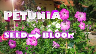 How to Grow Petunias from Seeds to Gorgeous Blooms  Step by Step Guide [upl. by Raviv]