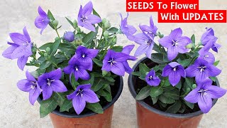 SEE How to GROW Balloon Flower Platycodon From SEEDS [upl. by Iggem]