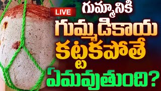 గుమ్మానికి గుమ్మడికాయ కట్టకపోతే ఏమవుతుంది   Intiki Gummadikaya Eppudu Kattali  Gummadikaya  MSS [upl. by Auqinahc]