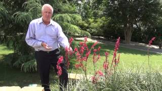 In the Garden with Dave Forehand Red Flowering Yucca [upl. by Hulbig]