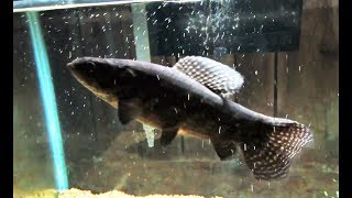 Big Black Wolf fish in Attack mode Hoplias Curupira [upl. by Caffrey]