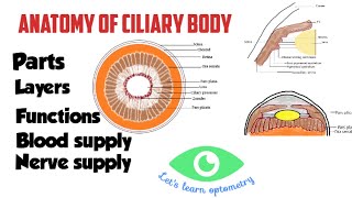 Anatomy of ciliary body  Pars plicata  Pars plana [upl. by Ailem]