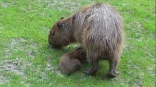 Capybara au zoo de Beauval [upl. by Amilb734]