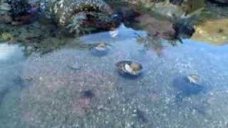 Killer Sea Anemone attacks poor crab [upl. by Assenad608]