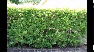 Viburnum Hedges Tips on PLanting a Hedge [upl. by Aryl]