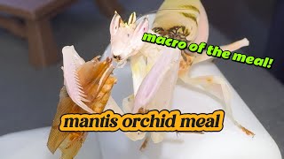 mantis orchid meal Hymenopus coronatus [upl. by Alekahs]