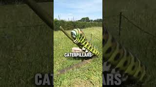 Caterpie in real life [upl. by Llenor64]