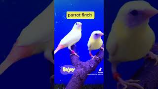 Parrot finch youtubeshorts birds parrot finch [upl. by Akilegna46]