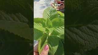 Ajwain plant ☘️ plants gardening youtubeshorts ytshorts viralvideos [upl. by Goetz]