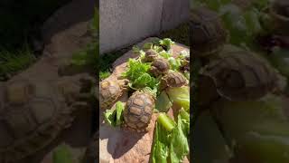 Feeding day for the baby tortoises 🐢☀️ [upl. by Iliram]