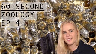 60 Second Zoology  Altruistic Honeybees [upl. by Felicio]