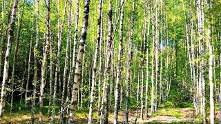 Spring Forest  Nature Sounds For Relaxation amp Sleep  Birdsong [upl. by Noxin]