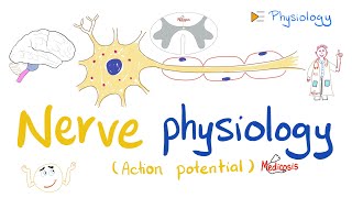 Nerve Physiology 🧠  Introduction to the Action Potential  Physiology Playlist [upl. by Yellah461]