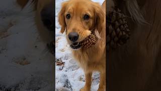 Are you ready for winter again shorts goldenretriever firewood dog cabinlife winter [upl. by Ettennaej860]