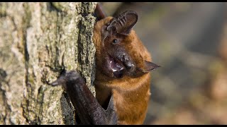 Daily Dose of Nature  Ghost of the Woods The Greater Noctule Bat [upl. by Fionna694]