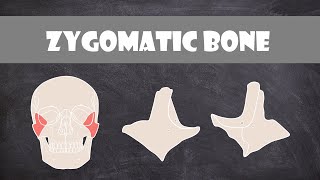 Zygomatic Bone  Anatomy [upl. by Argile]