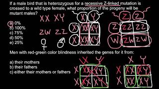 How redgreen color blindness is inherited [upl. by Renelle]