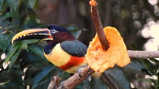 ARAÇARICASTANHO PTEROGLOSSUS CASTANOTIS CHESTNUTEARED ARACARI TUKANI Ave exótica [upl. by Ellinehc]