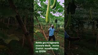 bottle gourd lagenaria siceraria  desi farming 777 [upl. by Llevra819]