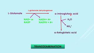 Transdeamination amp ammonia transport [upl. by Alit]