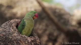 Behaviour of Alexandrine Parakeet Female Parrot [upl. by Ynohtna]