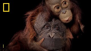 Save Together  Endangered Species Day  National Geographic UK [upl. by Enelak]