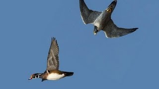 PEREGRINE FALCON STRIKES DUCK MIDAIR [upl. by Lynad907]