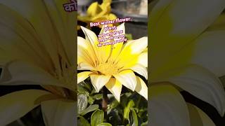 Best flower plant grow to winter season short winterflowerplant gardening garden subscribe 🙏 [upl. by Ahsinaj]