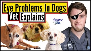 Top 10 Most Common Eye Conditions In Dogs  How To Treat Eye Infections In Dogs  Vet Explains [upl. by Gilder]