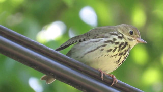 Ovenbird Seiurus aurocapilla Calling Scolding  Silvio O Conte National Fish and Wildlife Refuge [upl. by Asennav443]