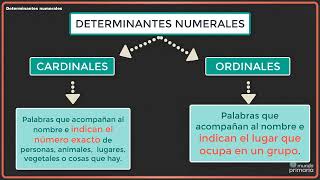 Determinantes numerales 4º [upl. by Laup]