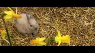 FROHE OSTERN  Kurzfilm 2013 [upl. by Einuj]