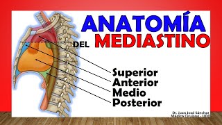 🥇 HUESO COXAL  HUESO ILÍACO Anatomía Fácil y Sencillo [upl. by Benton]