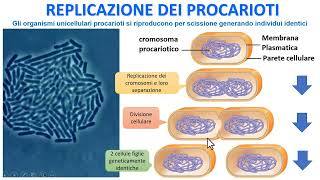 REPLICAZIONE DEI PROCARIOTI [upl. by Ketty]