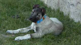 KANGAL KÖPEĞİ KANGAL DOG ANATOLİAN DOG LİON JR PANZER BEST DOG BİG DOG TURKİSH DOG [upl. by Terra653]