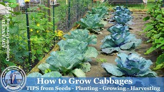 How to Grow Cabbage  Tips from Seeds Planting Growing Harvesting Cabbage [upl. by Letnwahs]