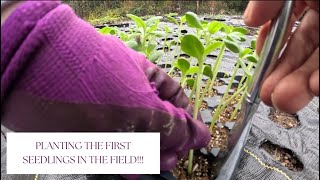 2024s First field Seedlings Snapdragons Sunflowers and Stock 🌸🌺🌼 [upl. by Divd331]