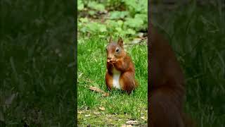 Squirrel Eating ASMR [upl. by Reuven]