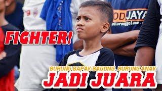 Burung Anak Taklukan Burung Ayah Yang Bagong FIGHTER ABIS [upl. by Dazhehs]