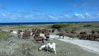 Herd of Barbados Blackbelly Sheep [upl. by Araed]