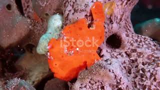 Frogfish The Cutest Masters of Disguise [upl. by Anital]