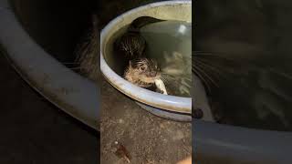 Live Feeding Otters In The Evening [upl. by Philipps]