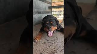 Angry rottweiler barking sound puppy cuteanimal cute puppydogandpuppycat [upl. by Aleehs356]