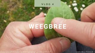 Natuur weetjes voor kinderen Vlog 4 Weegbree [upl. by Melac776]