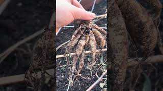 Lenticels on a dahlia tuber dahlias garden dahliaseason gardening [upl. by Enyt]